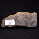 HORSE TOOTH STROMATOLITE, Devonian, Scotland ZHT006