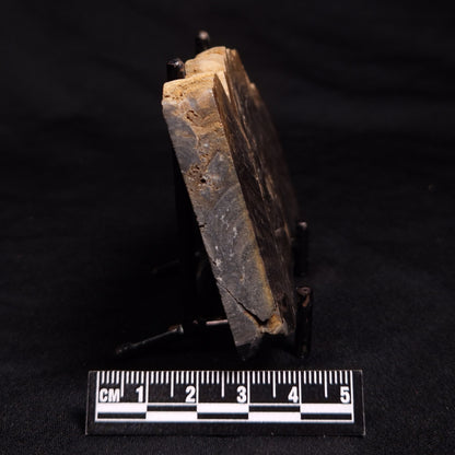 HORSE TOOTH STROMATOLITE, Devonian, Scotland ZHT006