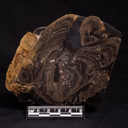 HORSE TOOTH STROMATOLITE, Devonian, Scotland ZHT007