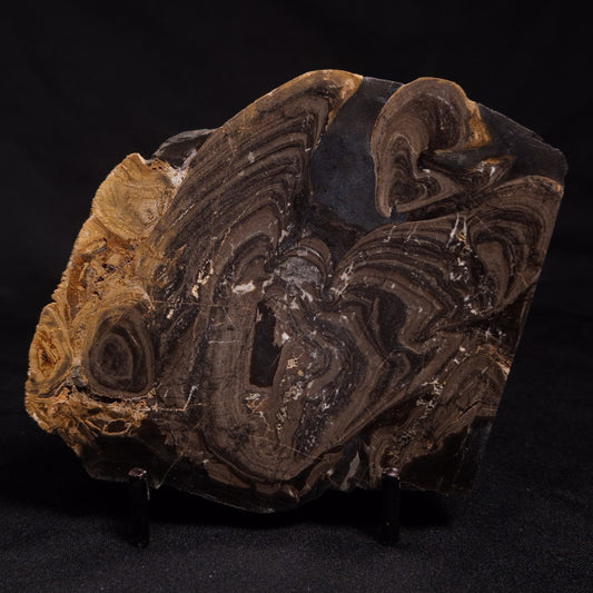 HORSE TOOTH STROMATOLITE, Devonian, Scotland ZHT007