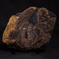 HORSE TOOTH STROMATOLITE, Devonian, Scotland ZHT007