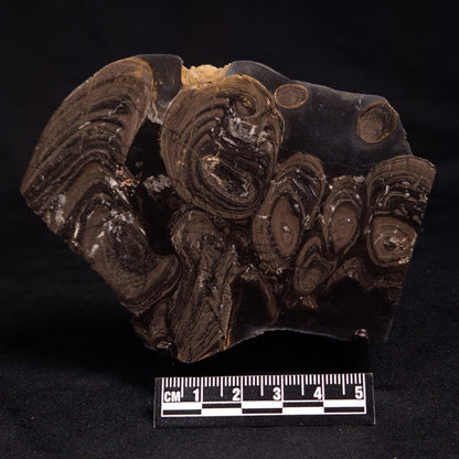 HORSE TOOTH STROMATOLITE, Devonian, Scotland ZHT008