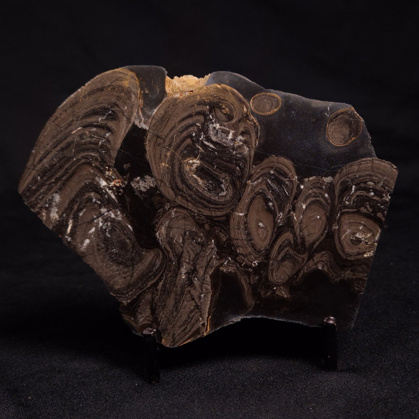 HORSE TOOTH STROMATOLITE, Devonian, Scotland ZHT008