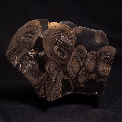 HORSE TOOTH STROMATOLITE, Devonian, Scotland ZHT008