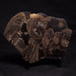 HORSE TOOTH STROMATOLITE, Devonian, Scotland ZHT008