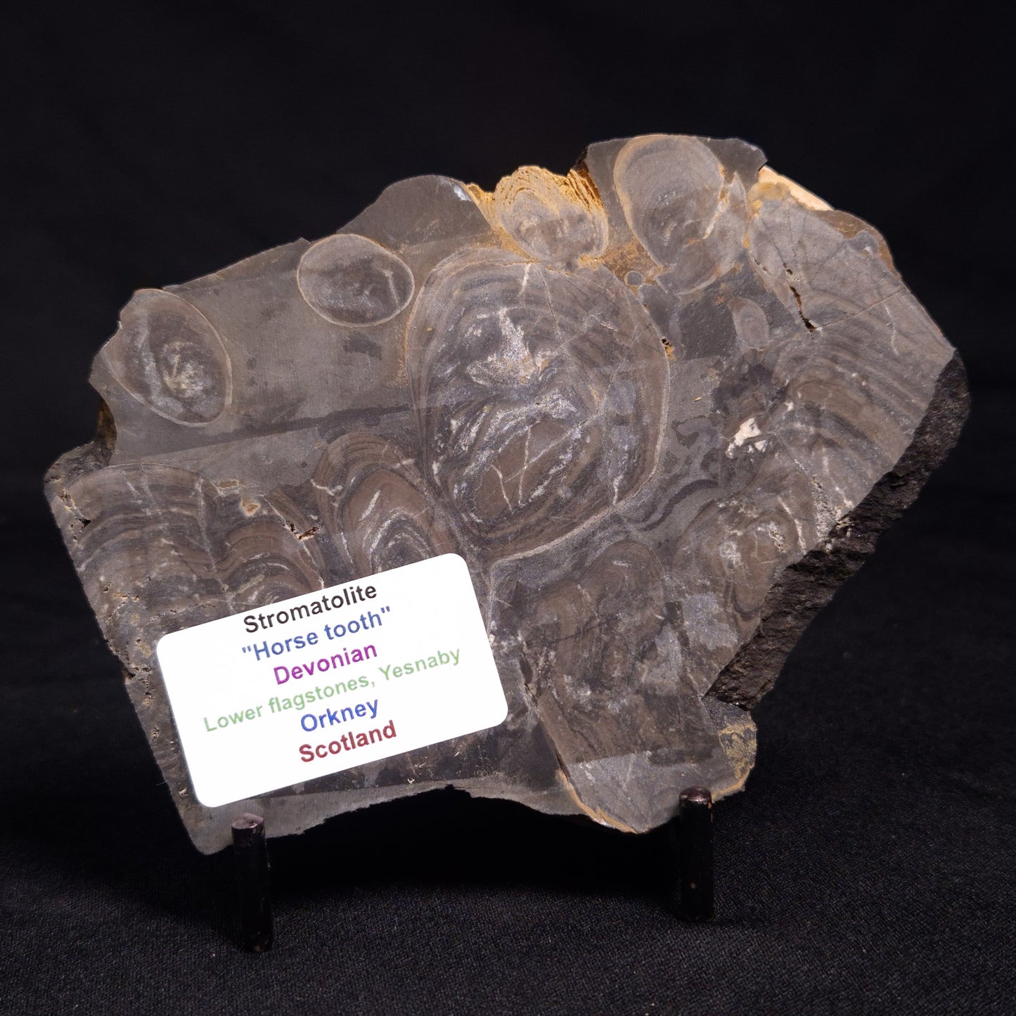 HORSE TOOTH STROMATOLITE, Devonian, Scotland ZHT008
