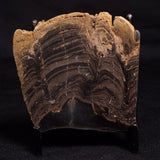 HORSE TOOTH STROMATOLITE, Devonian, Scotland ZHT009