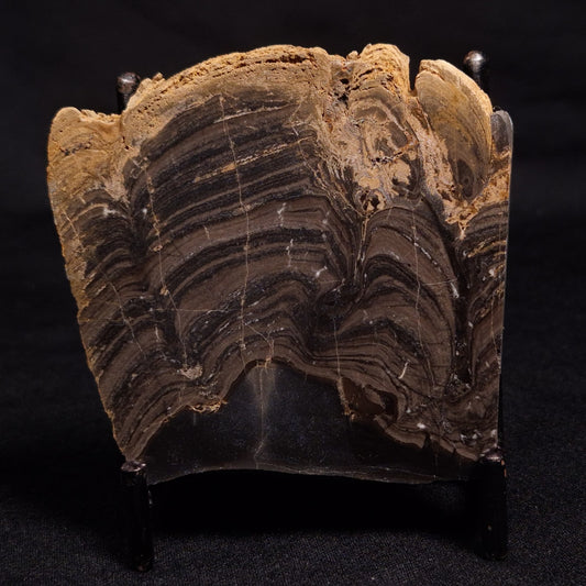 HORSE TOOTH STROMATOLITE, Devonian, Scotland ZHT009