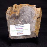 HORSE TOOTH STROMATOLITE, Devonian, Scotland ZHT009