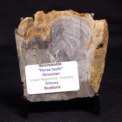 HORSE TOOTH STROMATOLITE, Devonian, Scotland ZHT009