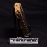 HORSE TOOTH STROMATOLITE, Devonian, Scotland ZHT009