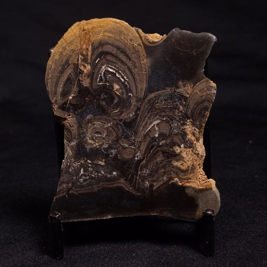 HORSE TOOTH STROMATOLITE, Devonian, Scotland ZHT010