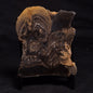 HORSE TOOTH STROMATOLITE, Devonian, Scotland ZHT010