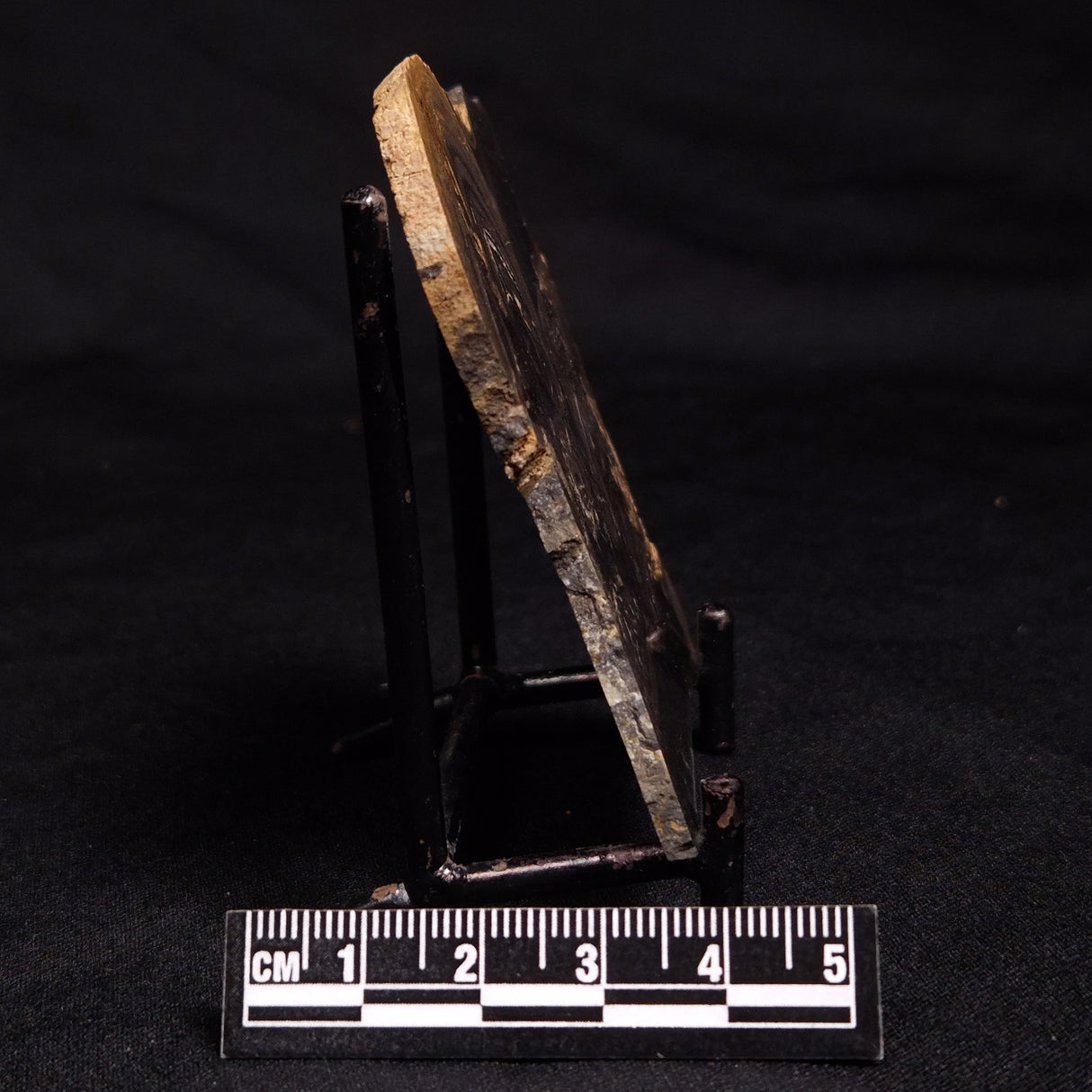 HORSE TOOTH STROMATOLITE, Devonian, Scotland ZHT010