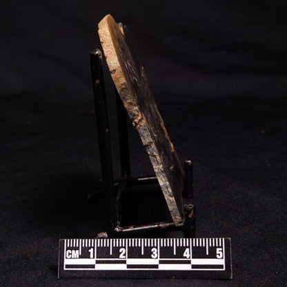 HORSE TOOTH STROMATOLITE, Devonian, Scotland ZHT010