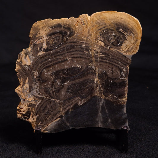 HORSE TOOTH STROMATOLITE, Devonian, Scotland ZHT011