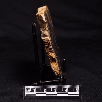 HORSE TOOTH STROMATOLITE, Devonian, Scotland ZHT011