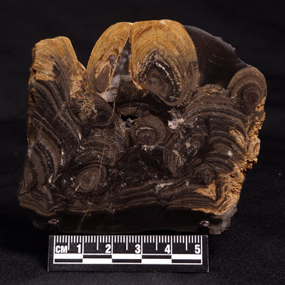 HORSE TOOTH STROMATOLITE, Devonian, Scotland ZHT012