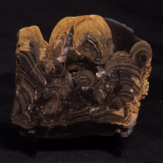 HORSE TOOTH STROMATOLITE, Devonian, Scotland ZHT012
