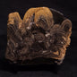 HORSE TOOTH STROMATOLITE, Devonian, Scotland ZHT012