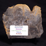 HORSE TOOTH STROMATOLITE, Devonian, Scotland ZHT012