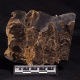 HORSE TOOTH STROMATOLITE, Devonian, Scotland ZHT013
