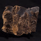 HORSE TOOTH STROMATOLITE, Devonian, Scotland ZHT013
