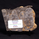 HORSE TOOTH STROMATOLITE, Devonian, Scotland ZHT013