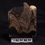 HORSE TOOTH STROMATOLITE, Devonian, Scotland ZHT014