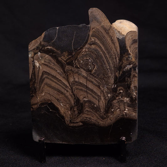 HORSE TOOTH STROMATOLITE, Devonian, Scotland ZHT014