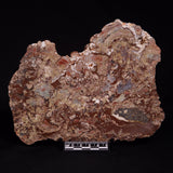 MADIGANITES MAWSONI STROMATOLITE, Cambrian, Australia ZMM023