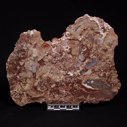 MADIGANITES MAWSONI STROMATOLITE, Cambrian, Australia ZMM023
