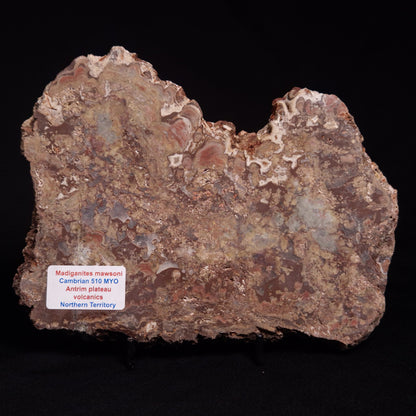 MADIGANITES MAWSONI STROMATOLITE, Cambrian, Australia ZMM023