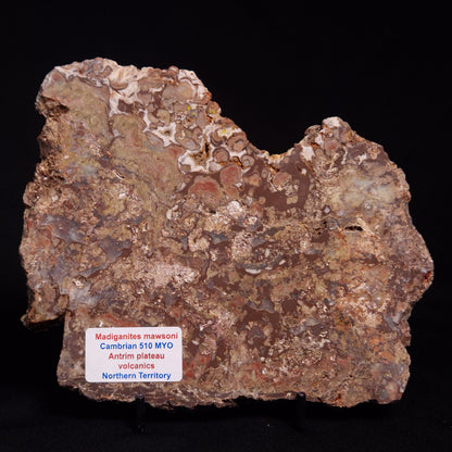MADIGANITES MAWSONI STROMATOLITE, Cambrian, Australia ZMM024