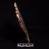 MADIGANITES MAWSONI STROMATOLITE, Cambrian, Australia ZMM024