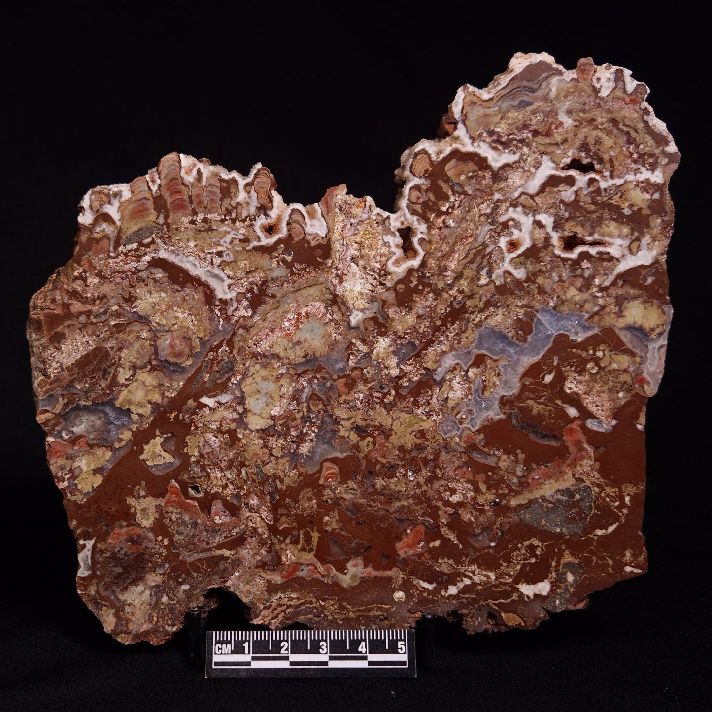 MADIGANITES MAWSONI STROMATOLITE, Cambrian, Australia ZMM025