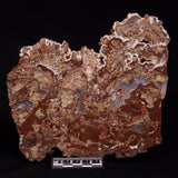 MADIGANITES MAWSONI STROMATOLITE, Cambrian, Australia ZMM025
