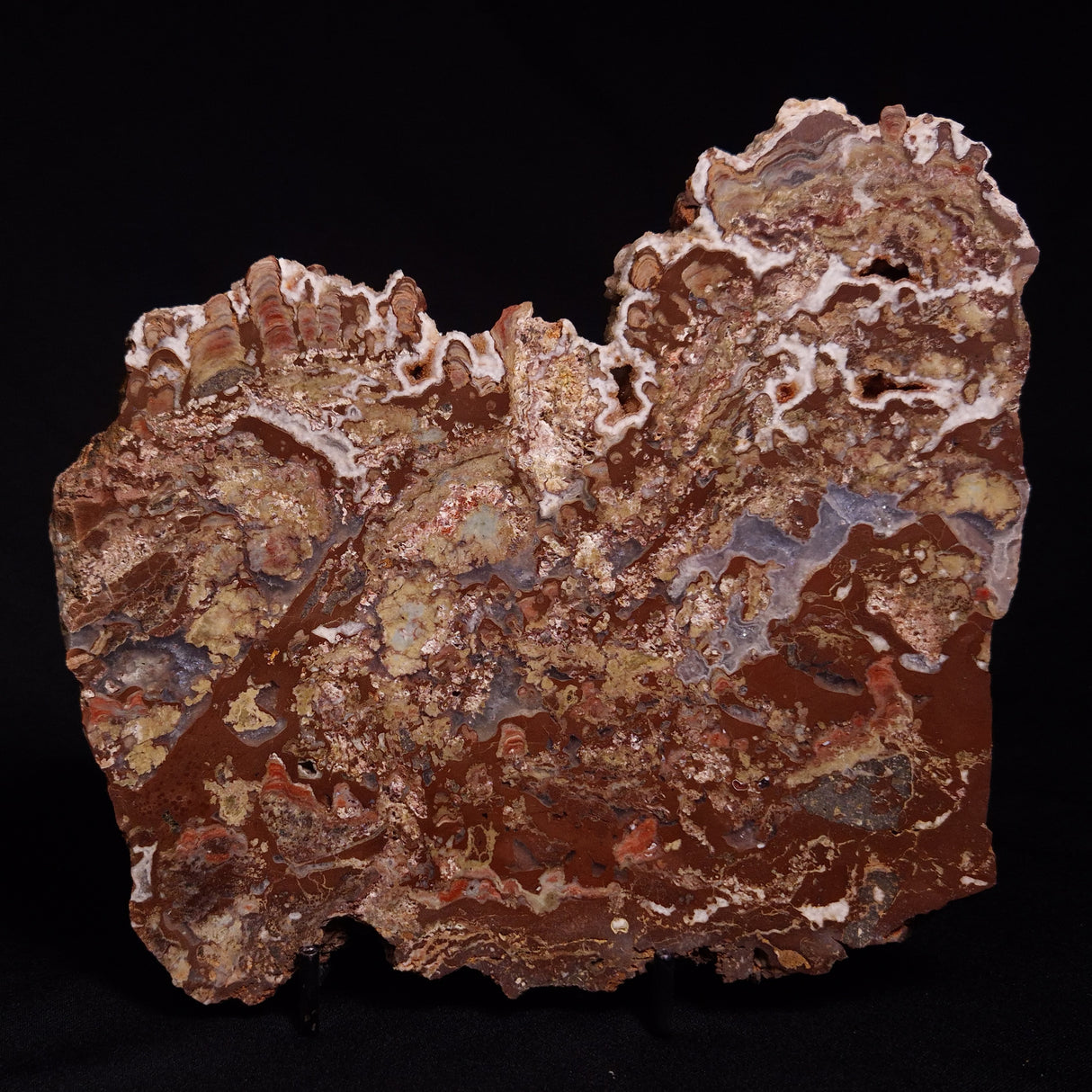 MADIGANITES MAWSONI STROMATOLITE, Cambrian, Australia ZMM025