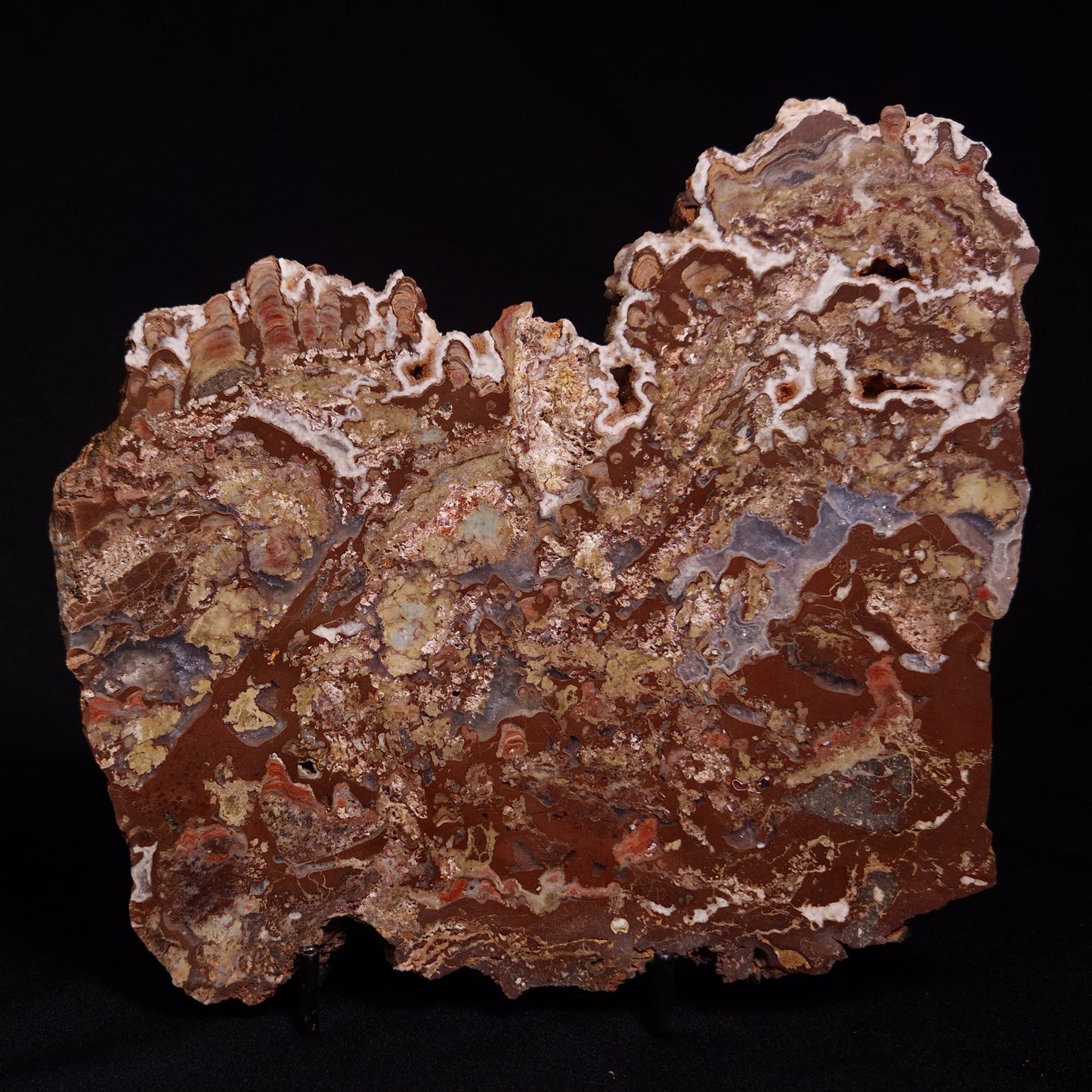 MADIGANITES MAWSONI STROMATOLITE, Cambrian, Australia ZMM025