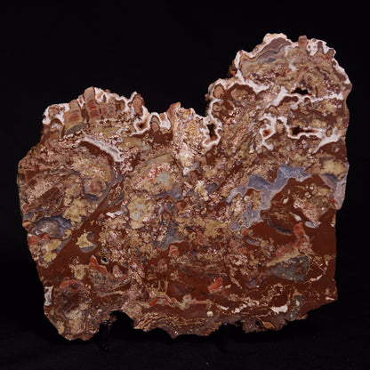 MADIGANITES MAWSONI STROMATOLITE, Cambrian, Australia ZMM025