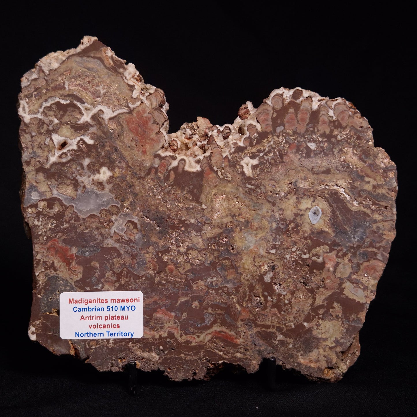 MADIGANITES MAWSONI STROMATOLITE, Cambrian, Australia ZMM025