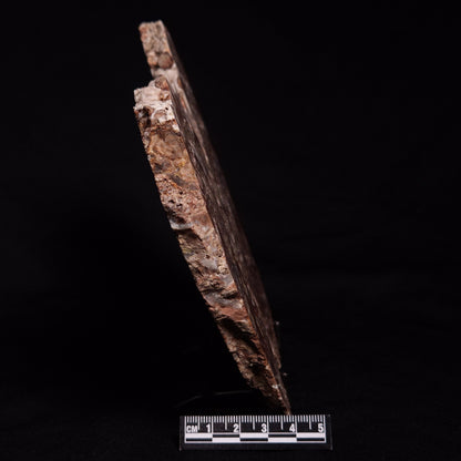 MADIGANITES MAWSONI STROMATOLITE, Cambrian, Australia ZMM025
