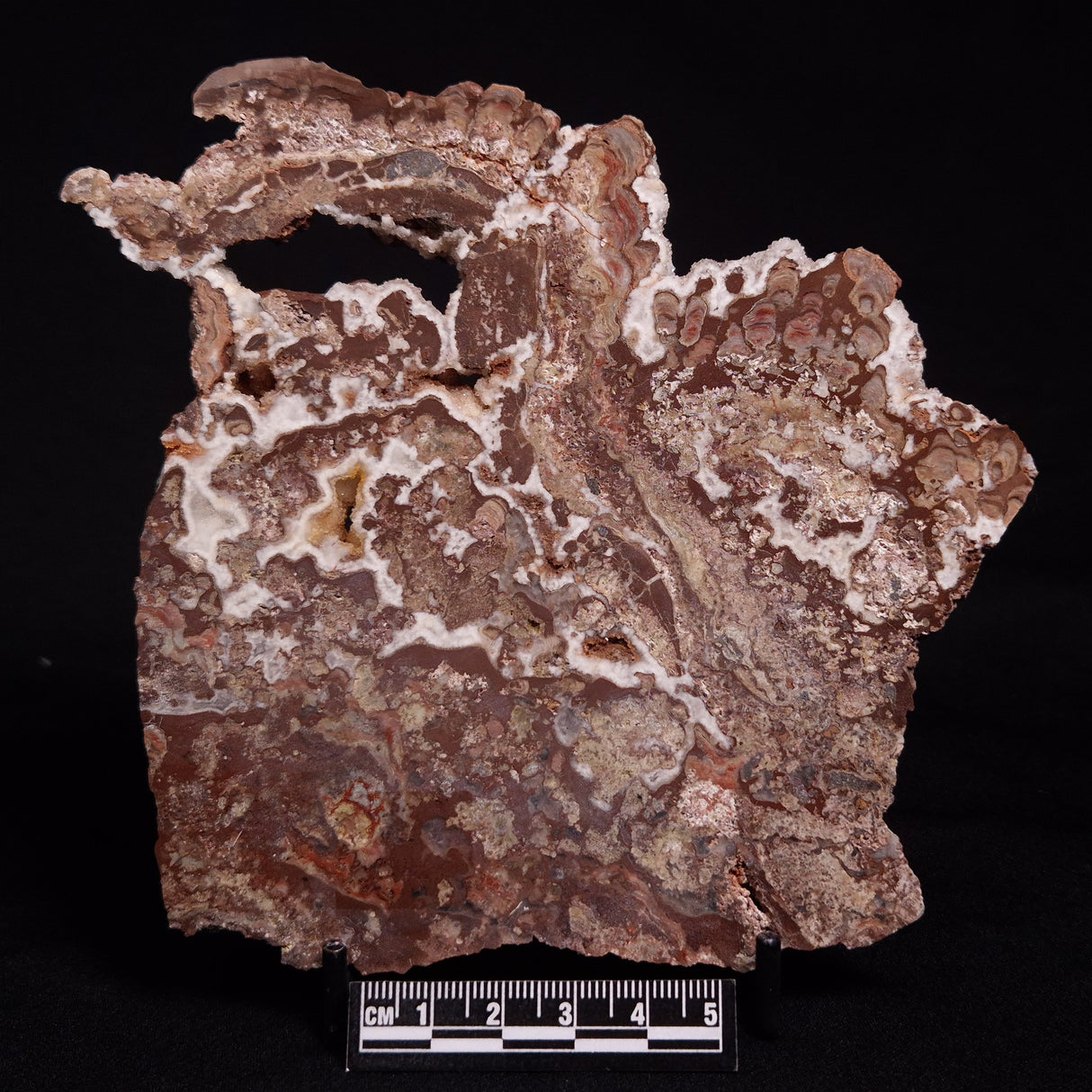 MADIGANITES MAWSONI STROMATOLITE, Cambrian, Australia ZMM026
