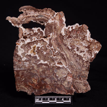 MADIGANITES MAWSONI STROMATOLITE, Cambrian, Australia ZMM026