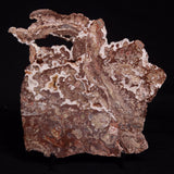 MADIGANITES MAWSONI STROMATOLITE, Cambrian, Australia ZMM026