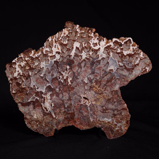 MADIGANITES MAWSONI STROMATOLITE, Cambrian, Australia ZMM027
