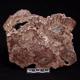 MADIGANITES MAWSONI STROMATOLITE, Cambrian, Australia ZMM028
