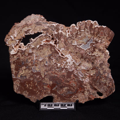 MADIGANITES MAWSONI STROMATOLITE, Cambrian, Australia ZMM028