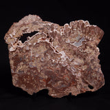 MADIGANITES MAWSONI STROMATOLITE, Cambrian, Australia ZMM028