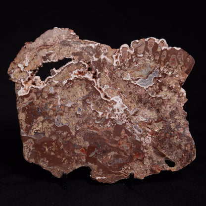 MADIGANITES MAWSONI STROMATOLITE, Cambrian, Australia ZMM028